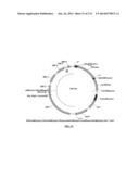 Cyanobacterium sp. Host Cell and Vector for Production of Chemical     Compounds in Cyanobacterial Cultures diagram and image