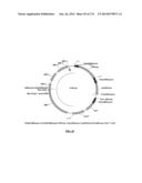 Cyanobacterium sp. Host Cell and Vector for Production of Chemical     Compounds in Cyanobacterial Cultures diagram and image