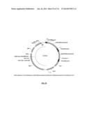 Cyanobacterium sp. Host Cell and Vector for Production of Chemical     Compounds in Cyanobacterial Cultures diagram and image