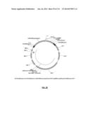 Cyanobacterium sp. Host Cell and Vector for Production of Chemical     Compounds in Cyanobacterial Cultures diagram and image