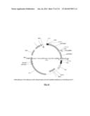 Cyanobacterium sp. Host Cell and Vector for Production of Chemical     Compounds in Cyanobacterial Cultures diagram and image