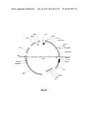 Cyanobacterium sp. Host Cell and Vector for Production of Chemical     Compounds in Cyanobacterial Cultures diagram and image