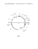 Cyanobacterium sp. Host Cell and Vector for Production of Chemical     Compounds in Cyanobacterial Cultures diagram and image