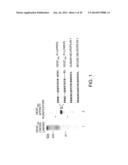 SOLUBLE INHIBITORS OF VASCULAR ENDOTHELIAL GROWTH FACTOR AND USE THEREOF diagram and image