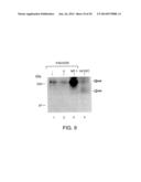 SOLUBLE INHIBITORS OF VASCULAR ENDOTHELIAL GROWTH FACTOR AND USE THEREOF diagram and image