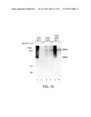 SOLUBLE INHIBITORS OF VASCULAR ENDOTHELIAL GROWTH FACTOR AND USE THEREOF diagram and image