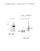 SOLUBLE INHIBITORS OF VASCULAR ENDOTHELIAL GROWTH FACTOR AND USE THEREOF diagram and image