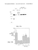 SOLUBLE INHIBITORS OF VASCULAR ENDOTHELIAL GROWTH FACTOR AND USE THEREOF diagram and image