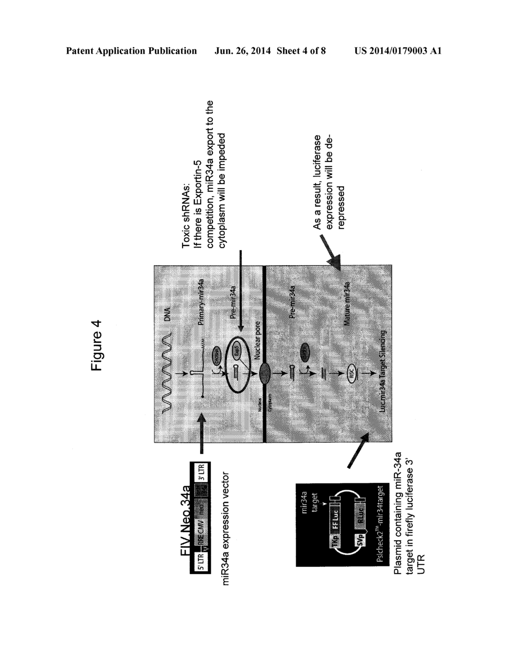 ALTERNATIVE EXPORT PATHWAYS FOR VECTOR EXPRESSED RNA INTERFERENCE - diagram, schematic, and image 05
