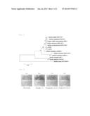 STRAIN BELONGING TO BACILLUS GENUS, MICROBIOLOGICAL AGENT, AND PLANT     CULTIVATION METHOD diagram and image