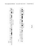 Diagnosis, Prognosis and Identification of Potential Therapeutic Targets     of Multiple Myeloma Based on Gene Expression Profiling diagram and image