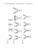 Methods For The Generation Of Multispecific And Multivalent Antibodies diagram and image