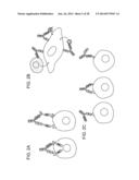 Methods For The Generation Of Multispecific And Multivalent Antibodies diagram and image