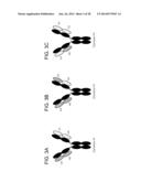 Methods For The Generation Of Multispecific And Multivalent Antibodies diagram and image