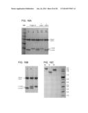 Methods For The Generation Of Multispecific And Multivalent Antibodies diagram and image