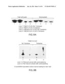 IMMUNOGLOBULIN FC LIBRARIES diagram and image