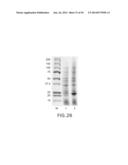 IMMUNOGLOBULIN FC LIBRARIES diagram and image