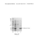 IMMUNOGLOBULIN FC LIBRARIES diagram and image