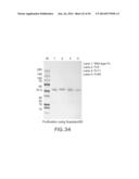 IMMUNOGLOBULIN FC LIBRARIES diagram and image