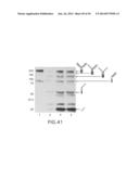 IMMUNOGLOBULIN FC LIBRARIES diagram and image