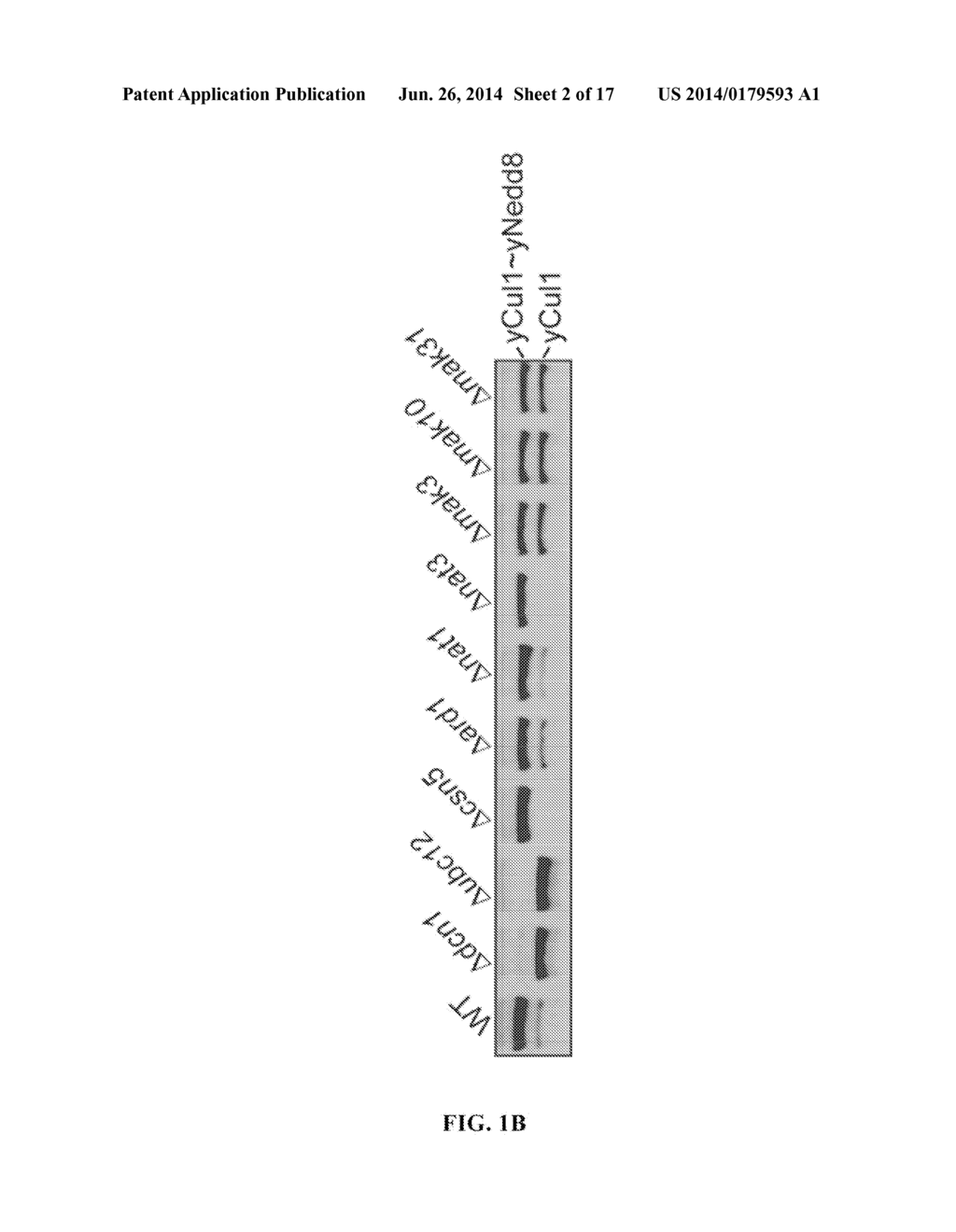 METHODS AND COMPOSITIONS FOR INHIBITING NEDDYLATION OF PROTEINS - diagram, schematic, and image 03