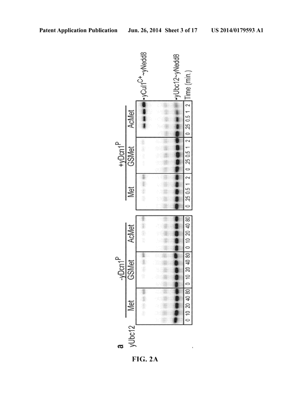 METHODS AND COMPOSITIONS FOR INHIBITING NEDDYLATION OF PROTEINS - diagram, schematic, and image 04