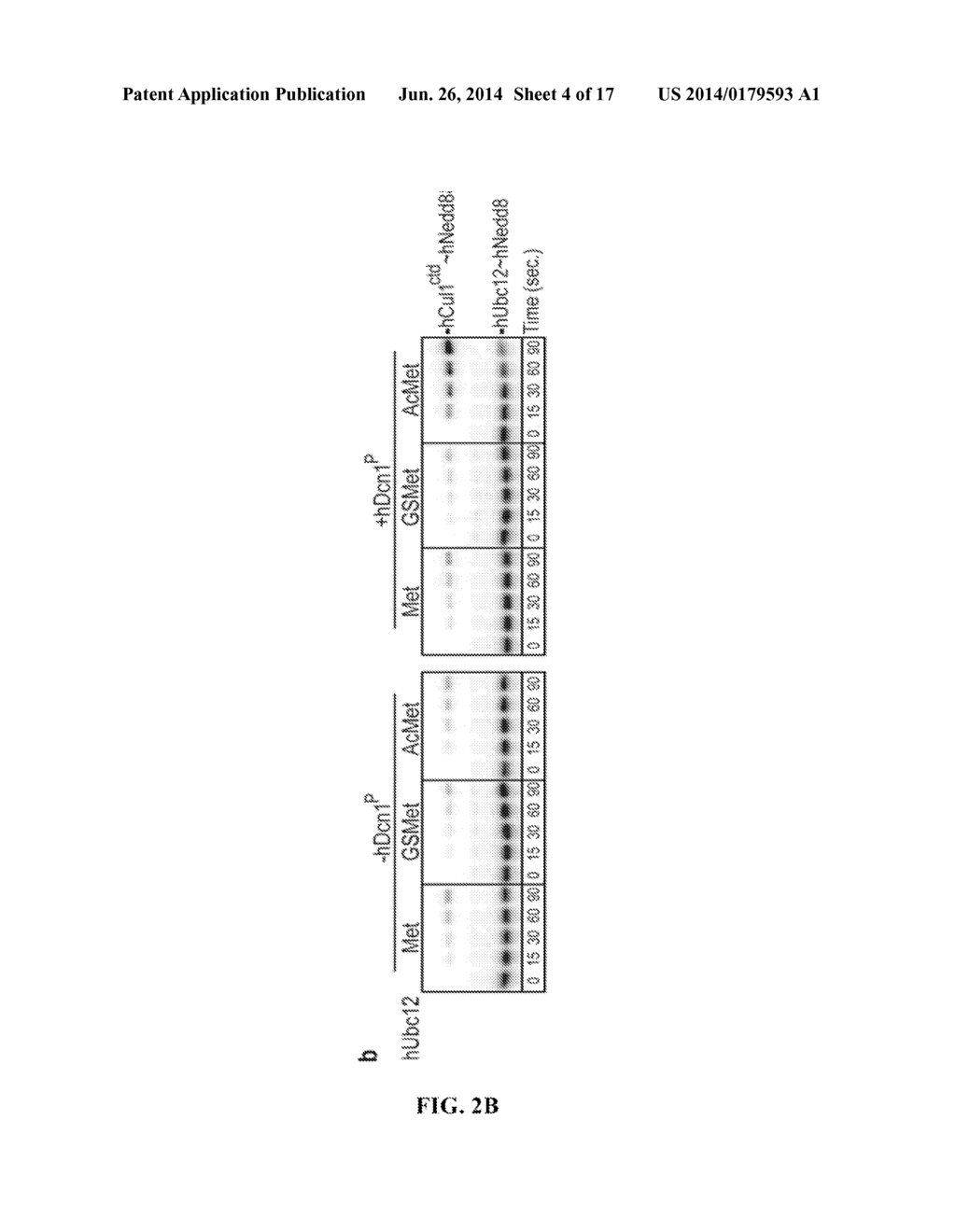 METHODS AND COMPOSITIONS FOR INHIBITING NEDDYLATION OF PROTEINS - diagram, schematic, and image 05