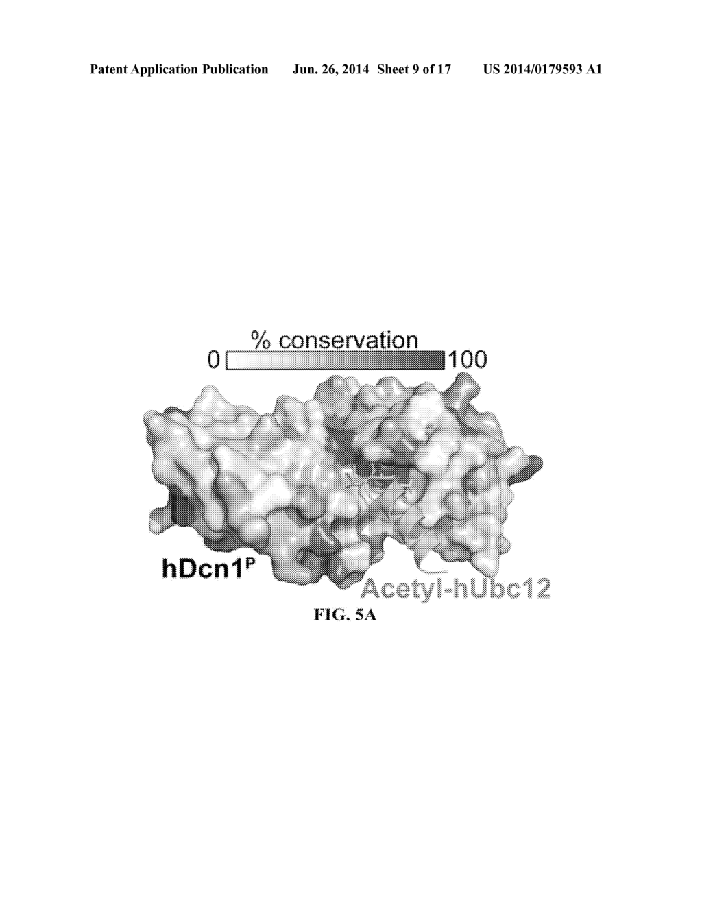 METHODS AND COMPOSITIONS FOR INHIBITING NEDDYLATION OF PROTEINS - diagram, schematic, and image 10