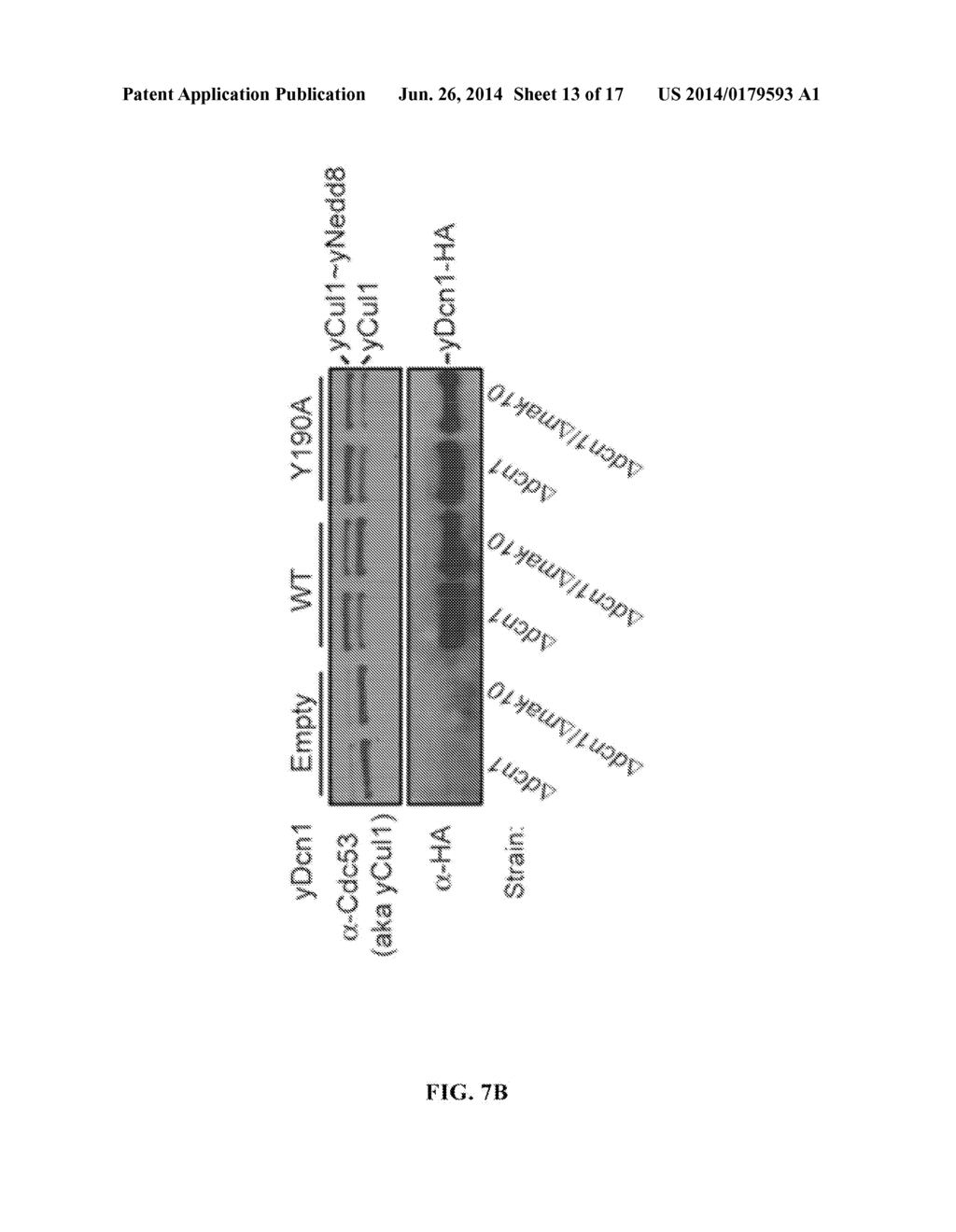 METHODS AND COMPOSITIONS FOR INHIBITING NEDDYLATION OF PROTEINS - diagram, schematic, and image 14