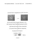 FGF-9 AND ITS USE RELATING TO BLOOD VESSELS diagram and image