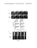 FGF-9 AND ITS USE RELATING TO BLOOD VESSELS diagram and image