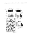 FGF-9 AND ITS USE RELATING TO BLOOD VESSELS diagram and image