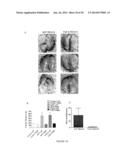 FGF-9 AND ITS USE RELATING TO BLOOD VESSELS diagram and image