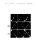 FGF-9 AND ITS USE RELATING TO BLOOD VESSELS diagram and image