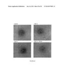 FGF-9 AND ITS USE RELATING TO BLOOD VESSELS diagram and image