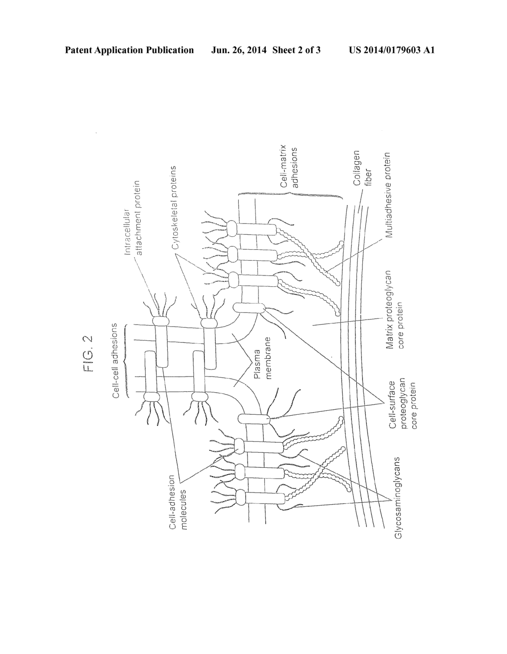 Compositions for Regenerating Defective or Absent Myocardium - diagram, schematic, and image 03