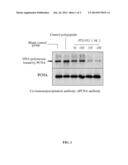 POLYPEPTIDE, NUCLEOTIDE SEQUENCE THEREOF, AND METHOD FOR USING THE SAME     FOR PREVENTING DNA SYNTHESIS AND INHIBITING CELL PROLIFERATION diagram and image