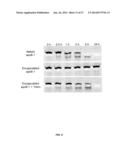 MODIFIED SIRNA MOLECULES AND USES THEREOF diagram and image