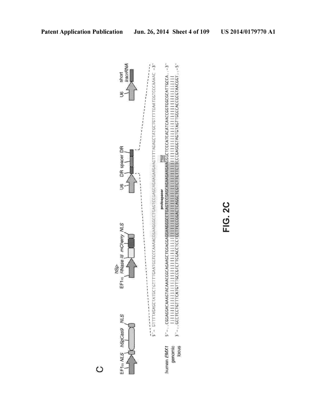 DELIVERY, ENGINEERING AND OPTIMIZATION OF SYSTEMS, METHODS AND     COMPOSITIONS FOR SEQUENCE MANIPULATION AND THERAPEUTIC APPLICATIONS - diagram, schematic, and image 05