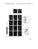 DELIVERY, ENGINEERING AND OPTIMIZATION OF SYSTEMS, METHODS AND     COMPOSITIONS FOR SEQUENCE MANIPULATION AND THERAPEUTIC APPLICATIONS diagram and image