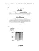 DELIVERY, ENGINEERING AND OPTIMIZATION OF SYSTEMS, METHODS AND     COMPOSITIONS FOR SEQUENCE MANIPULATION AND THERAPEUTIC APPLICATIONS diagram and image