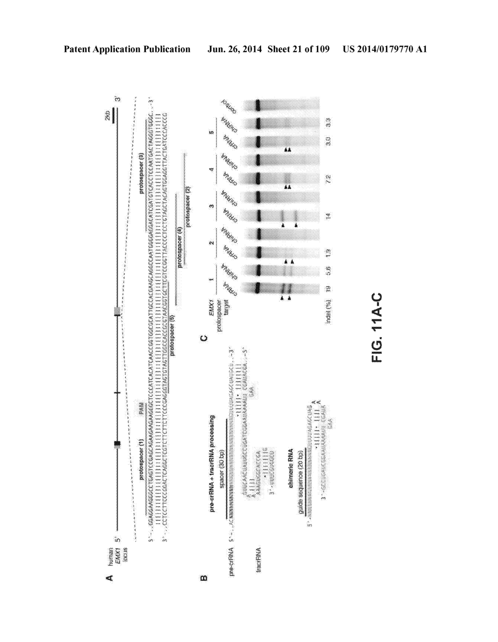 DELIVERY, ENGINEERING AND OPTIMIZATION OF SYSTEMS, METHODS AND     COMPOSITIONS FOR SEQUENCE MANIPULATION AND THERAPEUTIC APPLICATIONS - diagram, schematic, and image 22