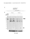 DELIVERY, ENGINEERING AND OPTIMIZATION OF SYSTEMS, METHODS AND     COMPOSITIONS FOR SEQUENCE MANIPULATION AND THERAPEUTIC APPLICATIONS diagram and image