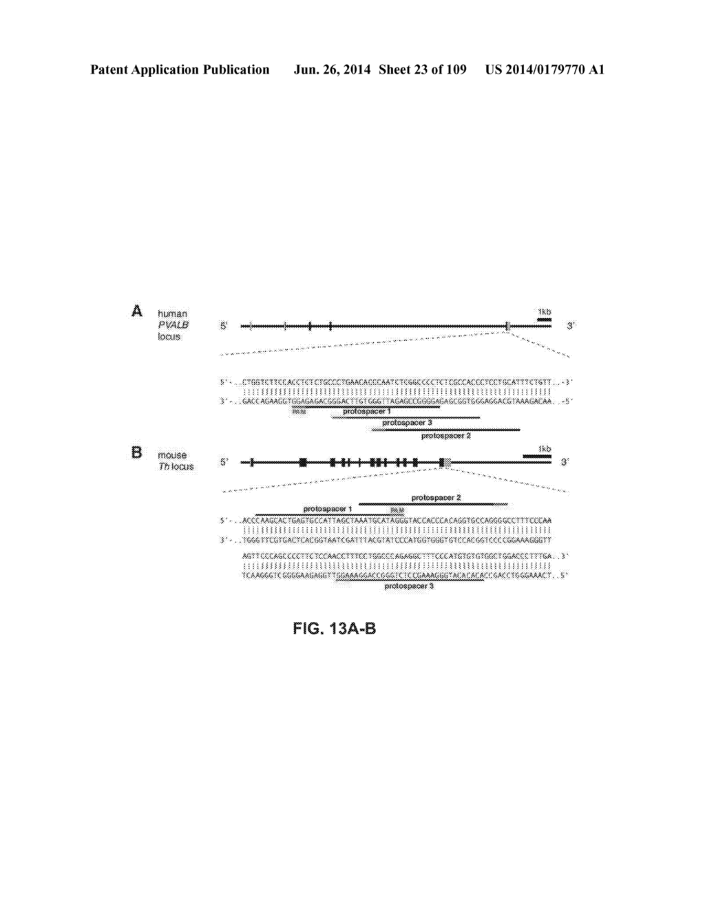 DELIVERY, ENGINEERING AND OPTIMIZATION OF SYSTEMS, METHODS AND     COMPOSITIONS FOR SEQUENCE MANIPULATION AND THERAPEUTIC APPLICATIONS - diagram, schematic, and image 24