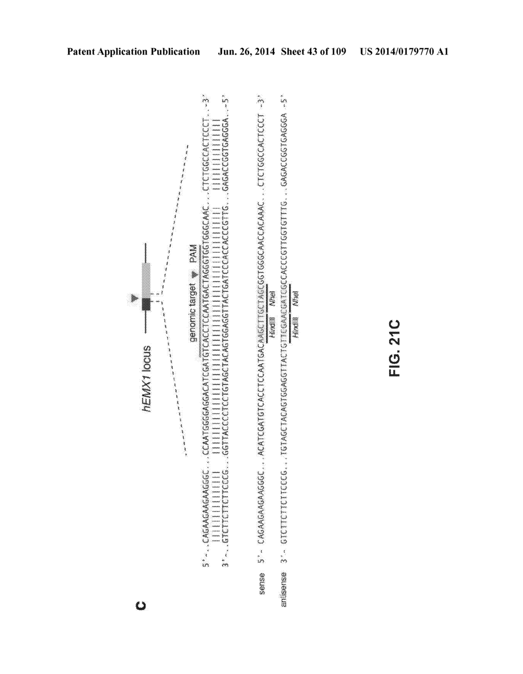 DELIVERY, ENGINEERING AND OPTIMIZATION OF SYSTEMS, METHODS AND     COMPOSITIONS FOR SEQUENCE MANIPULATION AND THERAPEUTIC APPLICATIONS - diagram, schematic, and image 44