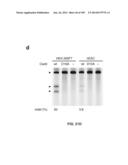 DELIVERY, ENGINEERING AND OPTIMIZATION OF SYSTEMS, METHODS AND     COMPOSITIONS FOR SEQUENCE MANIPULATION AND THERAPEUTIC APPLICATIONS diagram and image