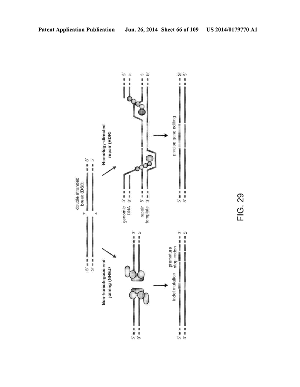 DELIVERY, ENGINEERING AND OPTIMIZATION OF SYSTEMS, METHODS AND     COMPOSITIONS FOR SEQUENCE MANIPULATION AND THERAPEUTIC APPLICATIONS - diagram, schematic, and image 67