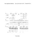 DELIVERY, ENGINEERING AND OPTIMIZATION OF SYSTEMS, METHODS AND     COMPOSITIONS FOR SEQUENCE MANIPULATION AND THERAPEUTIC APPLICATIONS diagram and image