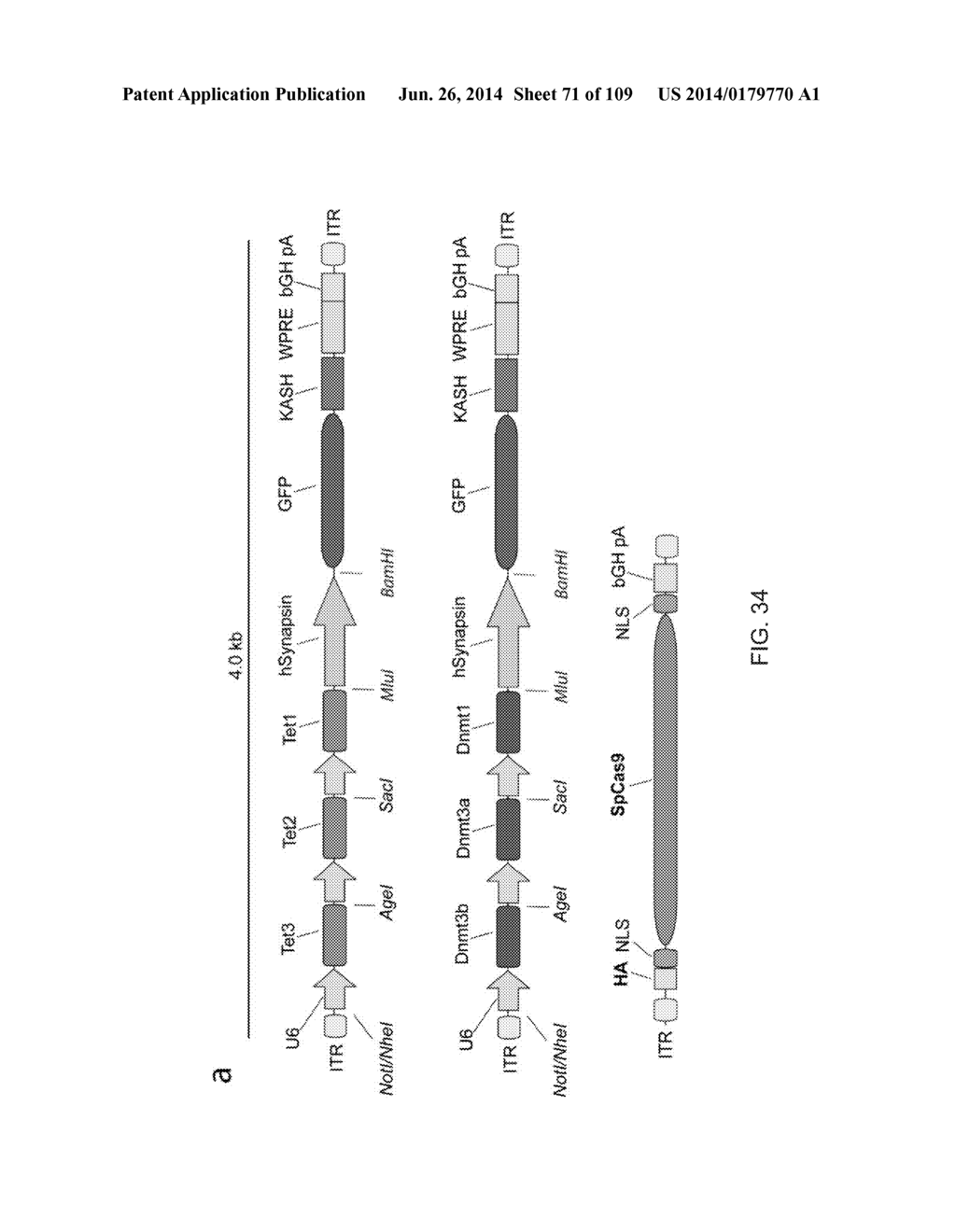 DELIVERY, ENGINEERING AND OPTIMIZATION OF SYSTEMS, METHODS AND     COMPOSITIONS FOR SEQUENCE MANIPULATION AND THERAPEUTIC APPLICATIONS - diagram, schematic, and image 72