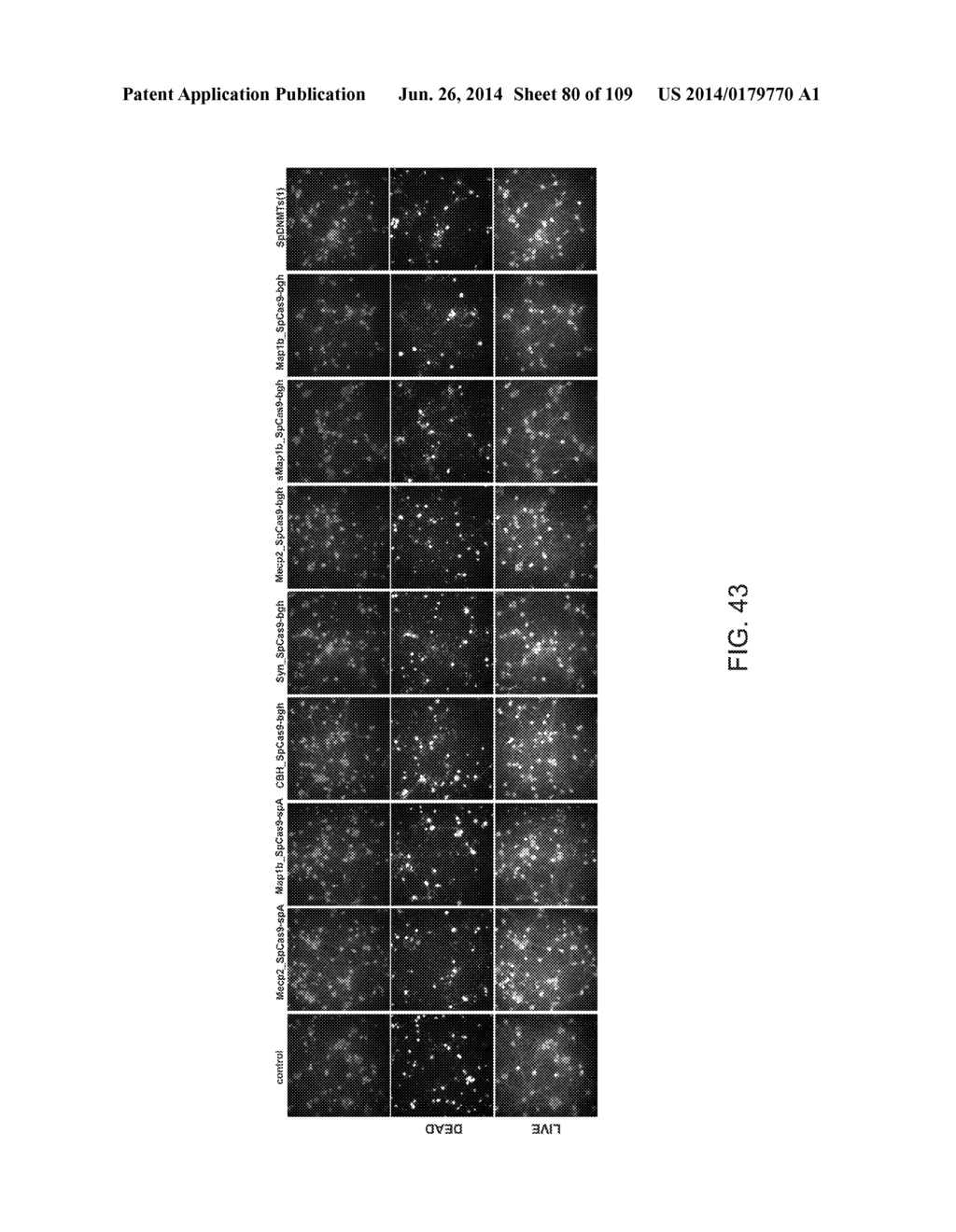 DELIVERY, ENGINEERING AND OPTIMIZATION OF SYSTEMS, METHODS AND     COMPOSITIONS FOR SEQUENCE MANIPULATION AND THERAPEUTIC APPLICATIONS - diagram, schematic, and image 81